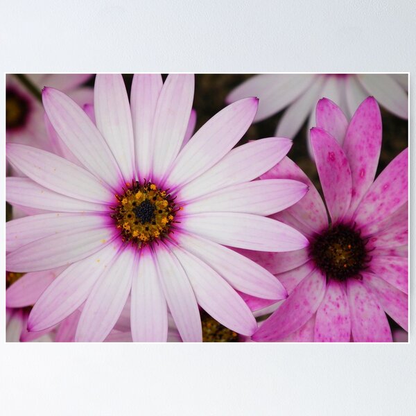 Item preview, Do you see what I see? designed and sold by Agnes McGuinness.