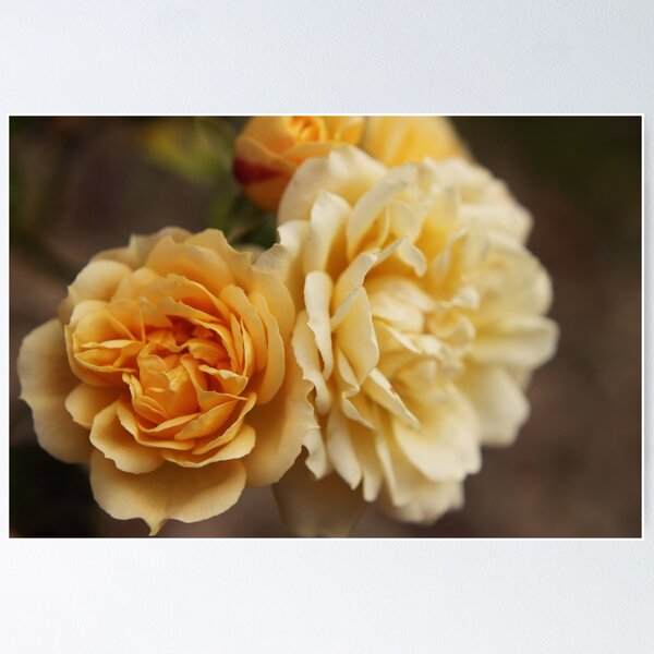 Item preview, Golden glow designed and sold by Agnes McGuinness.