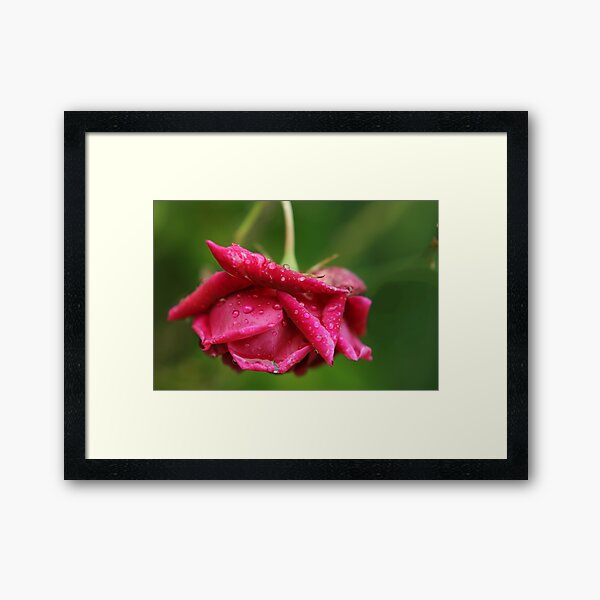 Item preview, Rose and raindrops designed and sold by Agnes McGuinness.