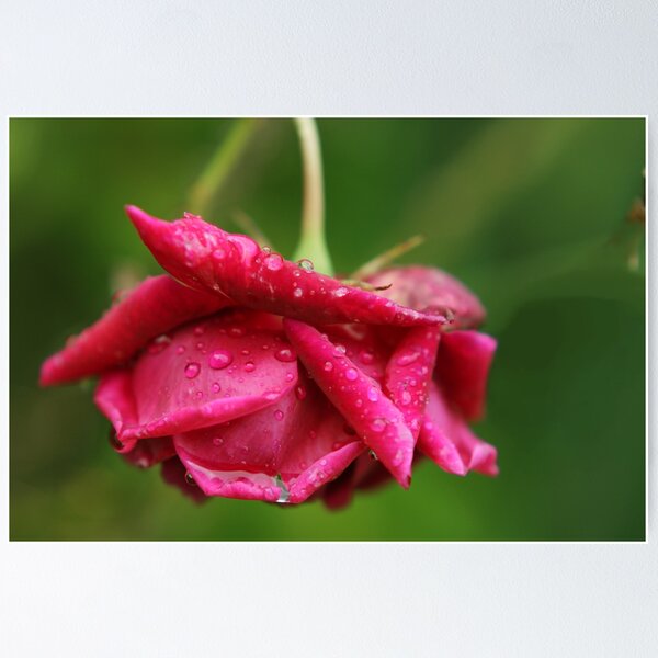 Item preview, Rose and raindrops designed and sold by Agnes McGuinness.