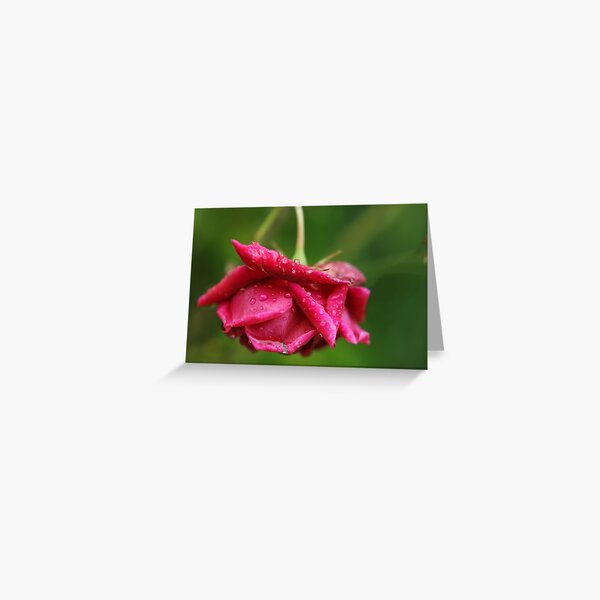 Item preview, Rose and raindrops designed and sold by Agnes McGuinness.