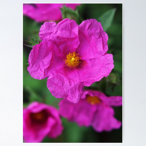 Item preview, Sun rose (Helianthemum) designed and sold by Agnes McGuinness.