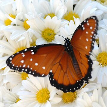 Artwork thumbnail, Butterfly on Daisies - iPhone Case by Colleen Drew