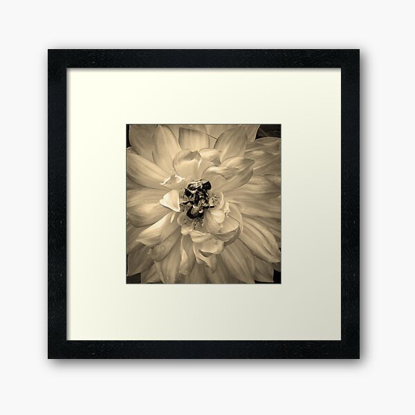 Honey Bees Framed Art Print