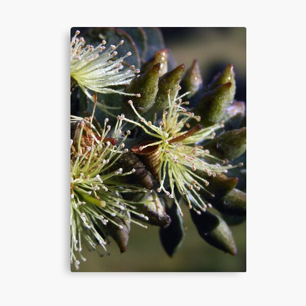 Item preview,  Bookleaf Mallee ~ Candy Matthews designed and sold by Golden Valley Tree Park.