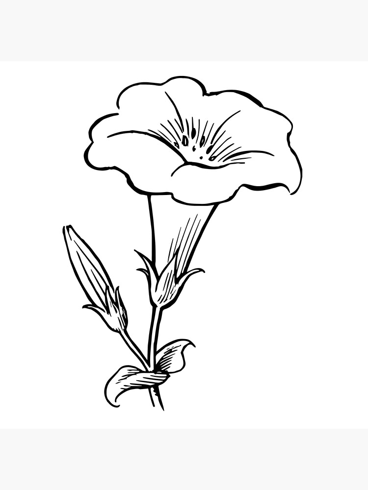 jasmine | Flower drawing, Botanical drawings, Jasmine drawing