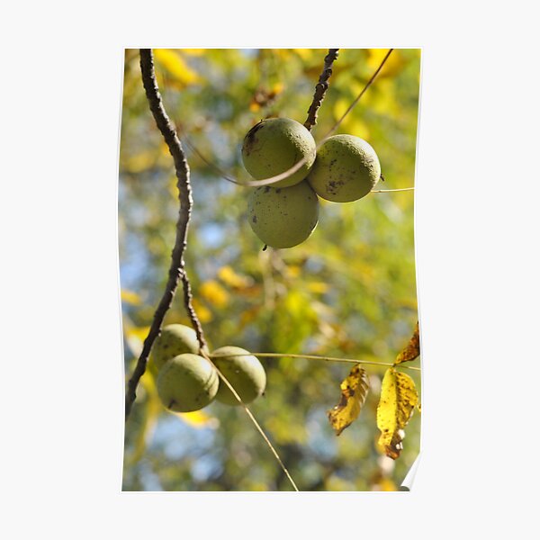 Nuts to You Poster