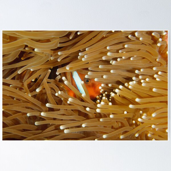 Item preview, Black Anemonefish - Amphiprion melanopus designed and sold by Andrew Trevor-Jones.