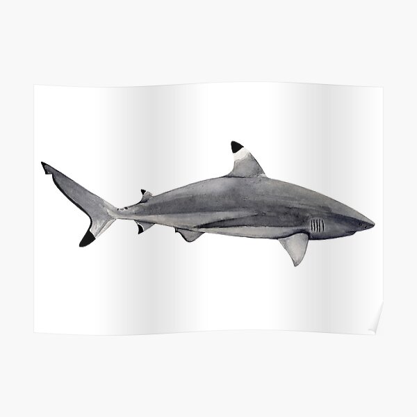 60 Shark Tattoo Pictures Stock Photos Pictures  RoyaltyFree Images   iStock