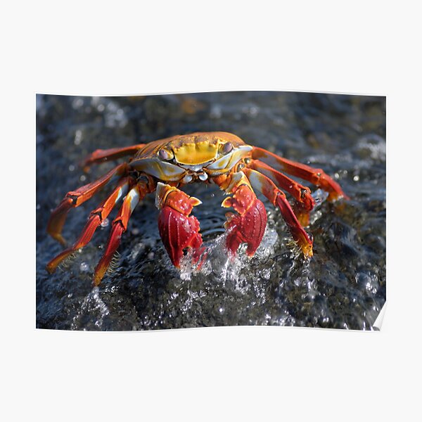 Sally Lightfoot Crab (Grapsus grapsus), in water Poster