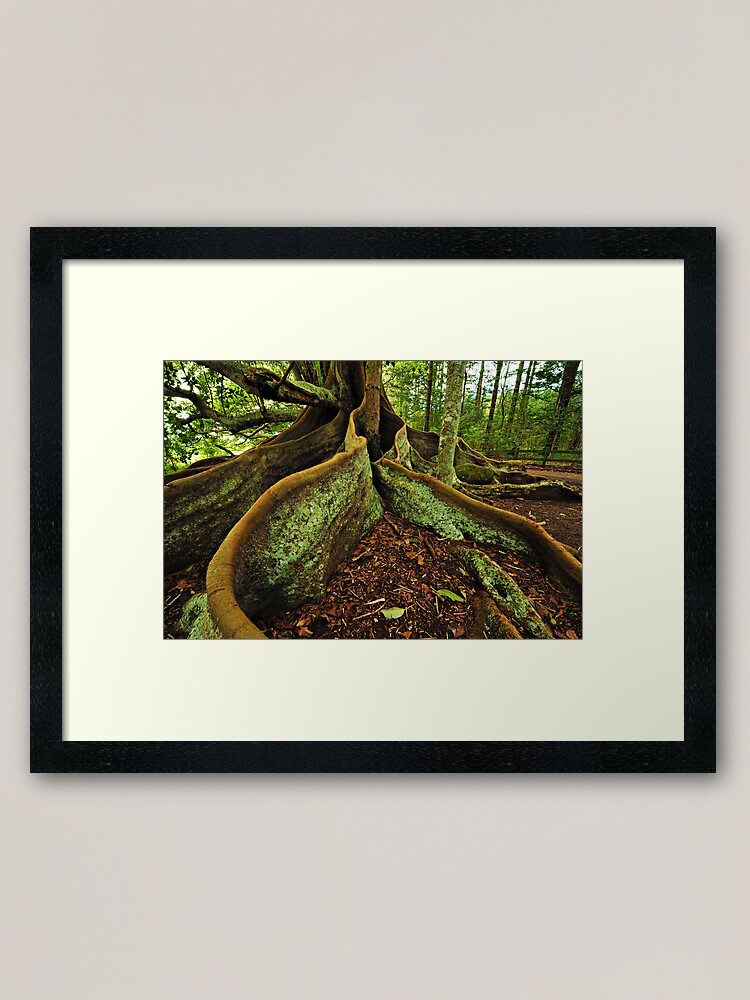 Alternate view of Banyang Tree Roots - Norfolk Island Framed Art Print