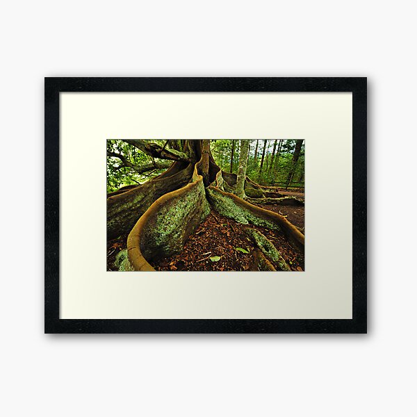Banyang Tree Roots - Norfolk Island Framed Art Print