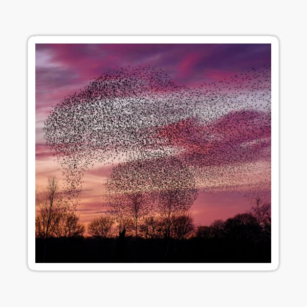 Item preview, Glorious Starlings at Sunset designed and sold by Nature Embraced  Photography By Natasha Weyers.