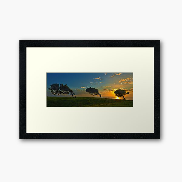 Windswept Trees - Norfolk Island Framed Art Print