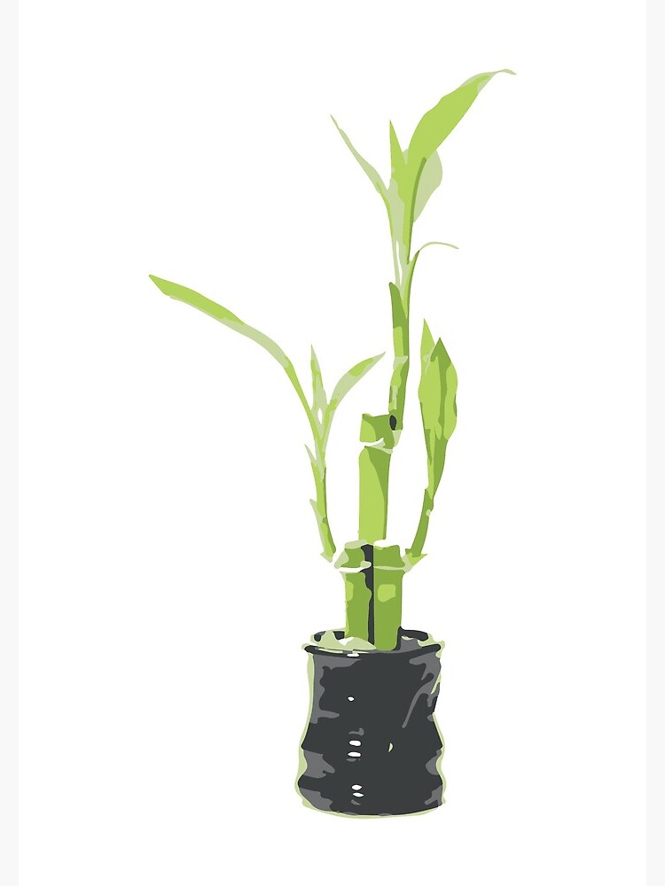 Buy Gift In Green Lucky Bamboo