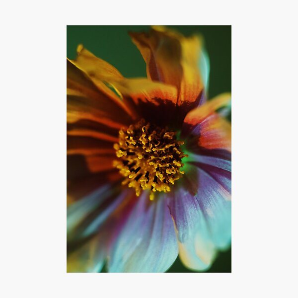 Cosmic Cosmos Photographic Print