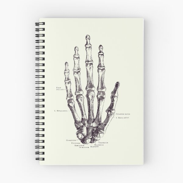 Item preview, Hand Skeletal Diagram - Vintage Anatomy Poster 2 designed and sold by VAposters.