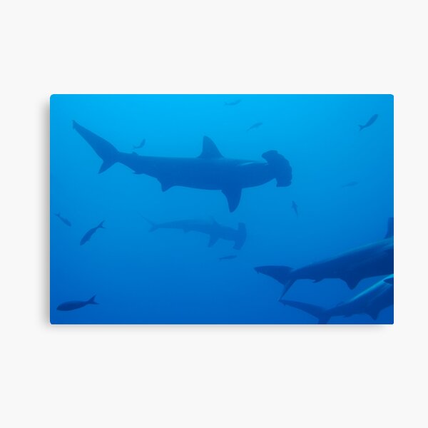 Silhouette of Scalloped Hammerhead sharks (Sphyrna lewini) underwater view Canvas Print