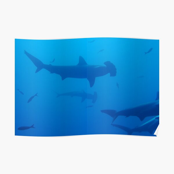 Silhouette of Scalloped Hammerhead sharks (Sphyrna lewini) underwater view Poster