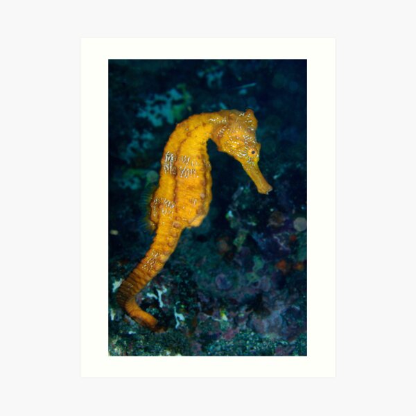 Sea horse (Hippocampus) underwater view Art Print