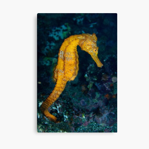 Sea horse (Hippocampus) underwater view Canvas Print