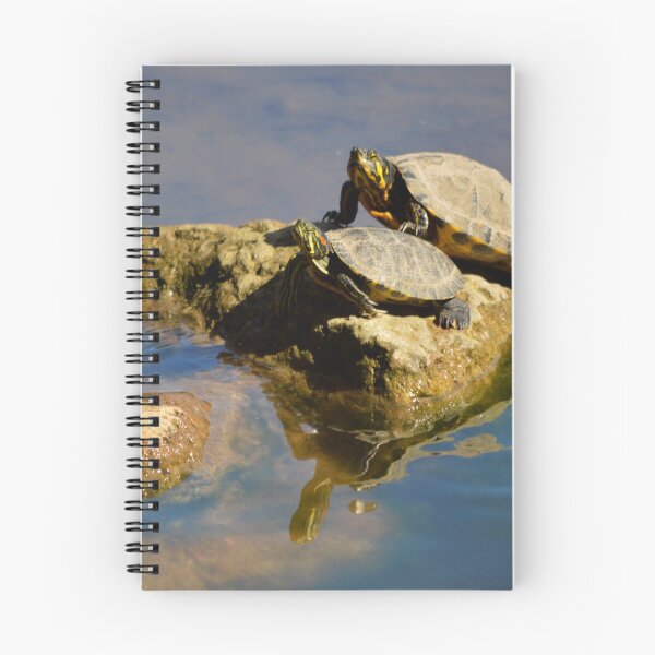 Item preview, Sunbathing turtles designed and sold by Laura Cronin.