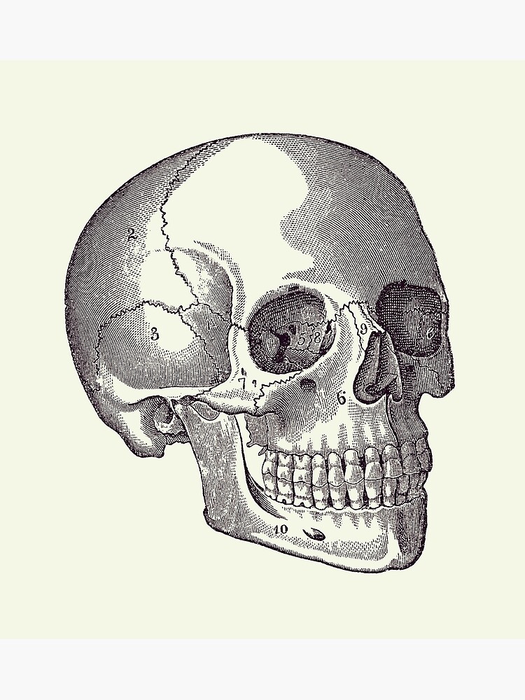 Illustration Du Diagramme D'anatomie Des Os Du Crâne Humain