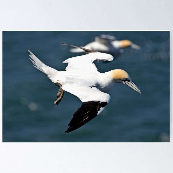 Item preview, Gannet in flight designed and sold by davejw.