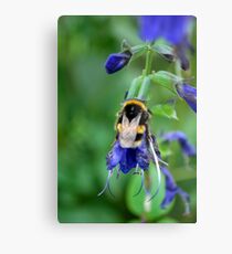 Bumble Bee Metal Print