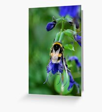 Bumble Bee Greeting Card