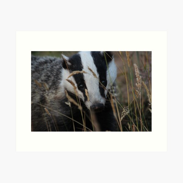 Badger hide and seek Art Print
