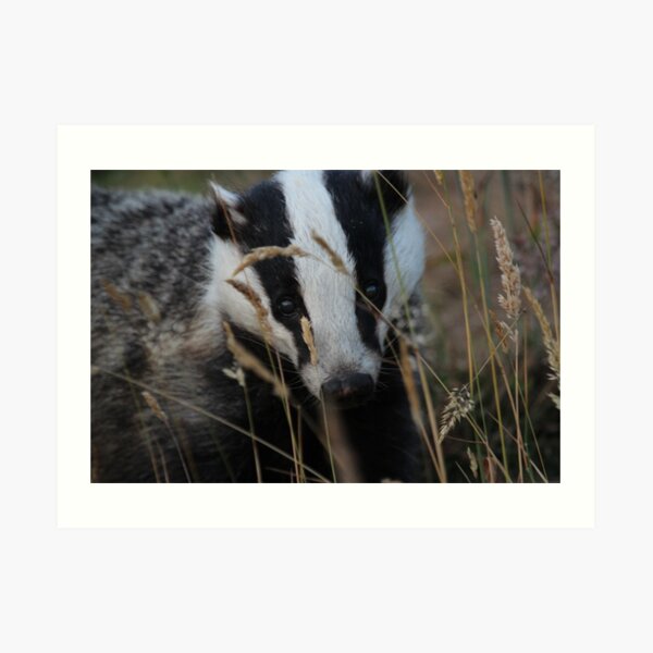 Badger hide and seek Art Print
