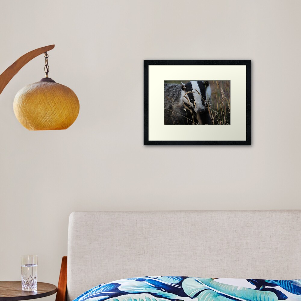 Badger hide and seek Framed Art Print
