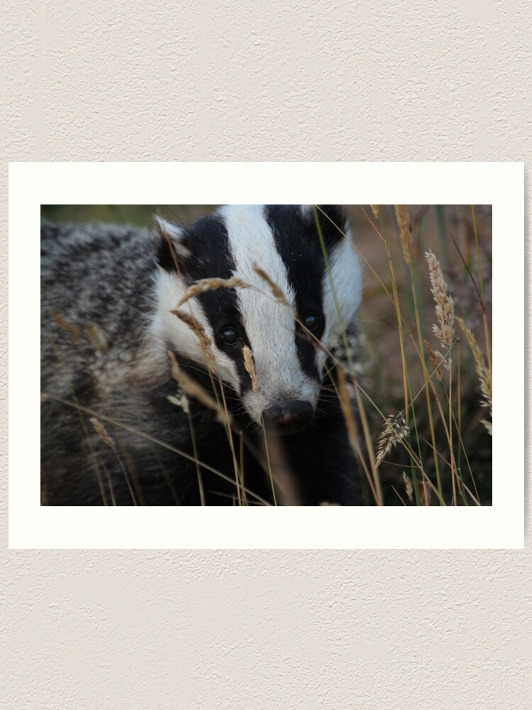 Alternate view of Badger hide and seek Art Print