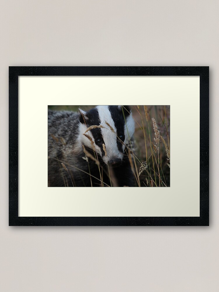 Alternate view of Badger hide and seek Framed Art Print
