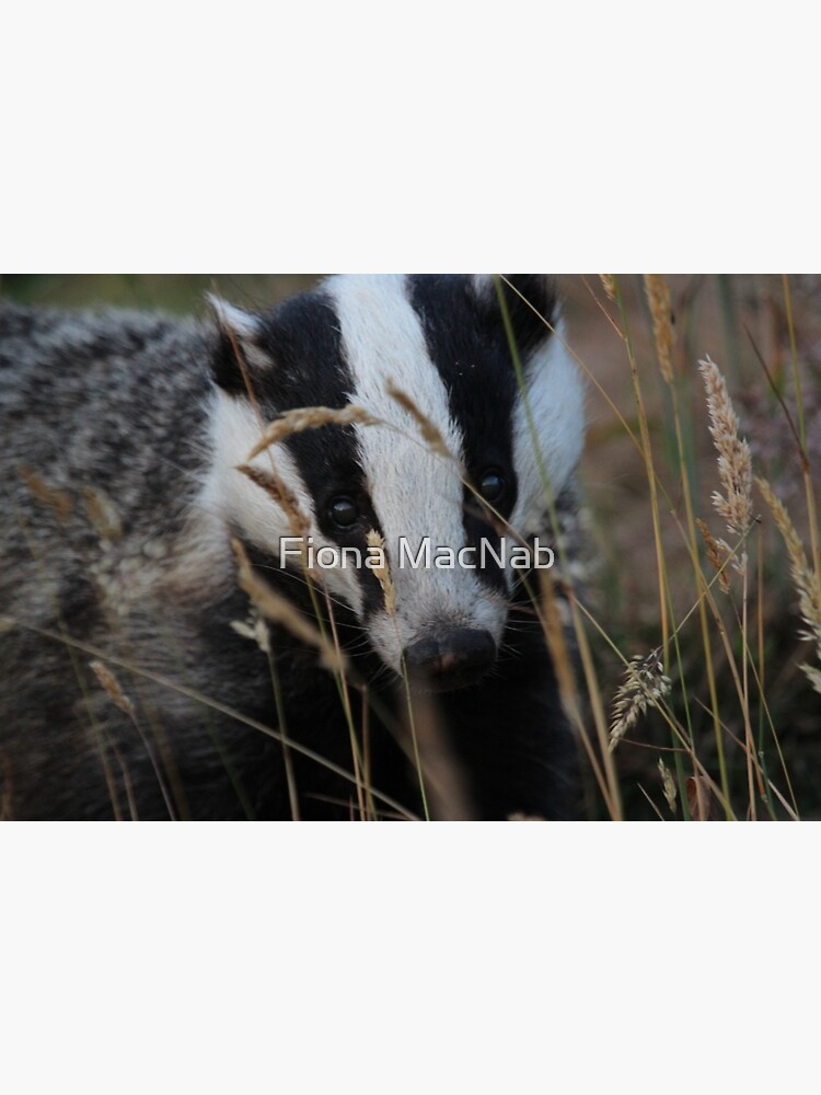 Badger hide and seek by orcadia