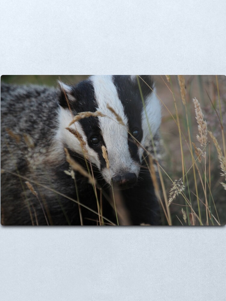 Alternate view of Badger hide and seek Metal Print