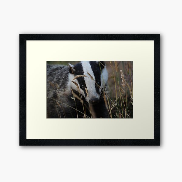 Badger hide and seek Framed Art Print