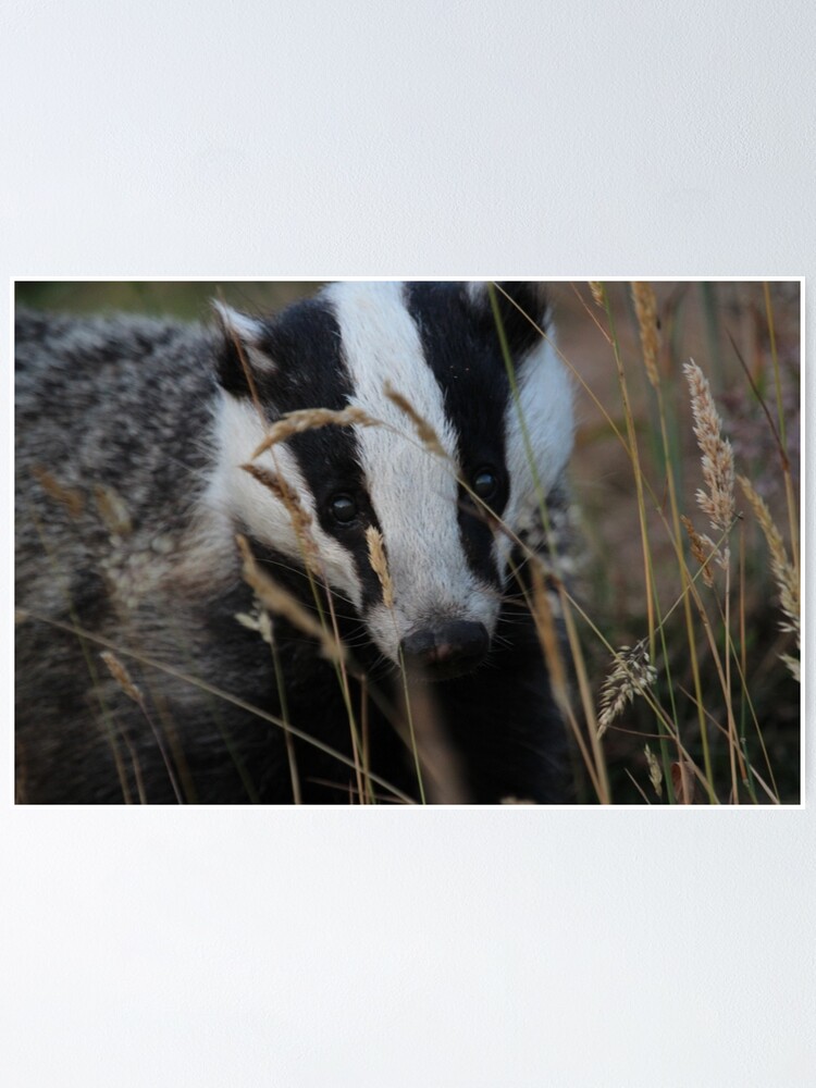 Alternate view of Badger hide and seek Poster