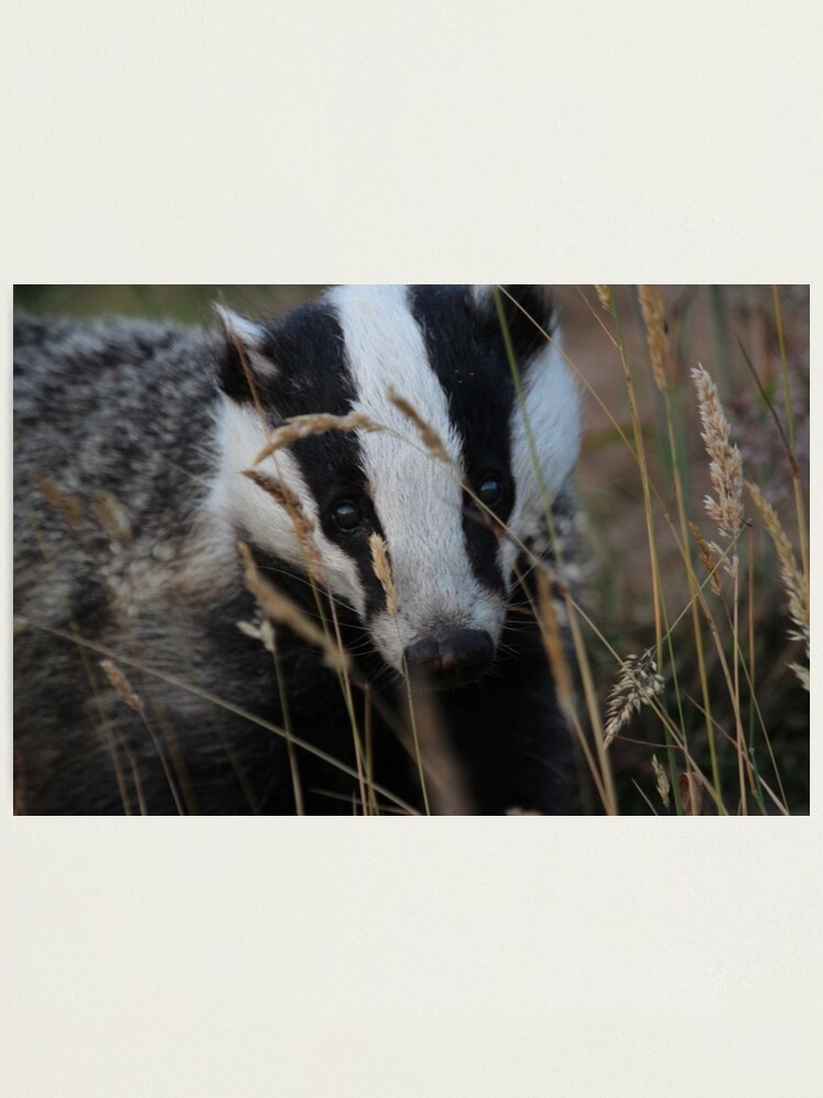 Alternate view of Badger hide and seek Photographic Print