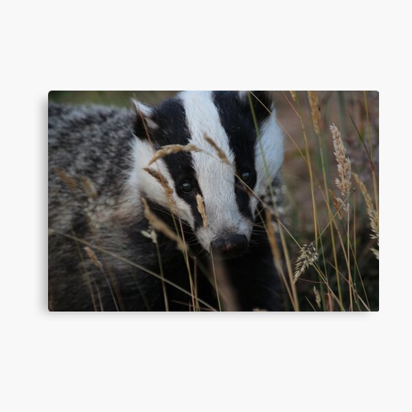 Badger hide and seek Canvas Print