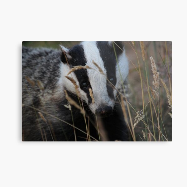 Badger hide and seek Metal Print