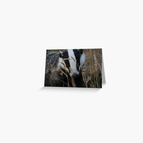 Badger hide and seek Greeting Card