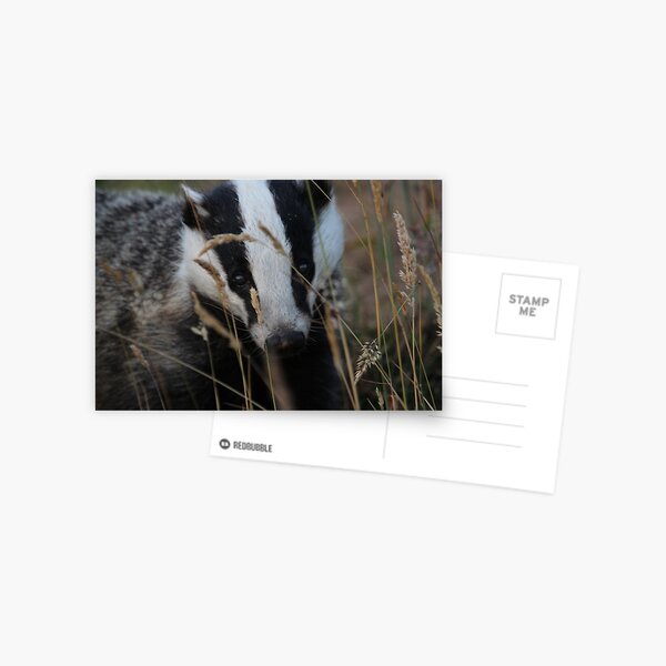 Badger hide and seek Postcard