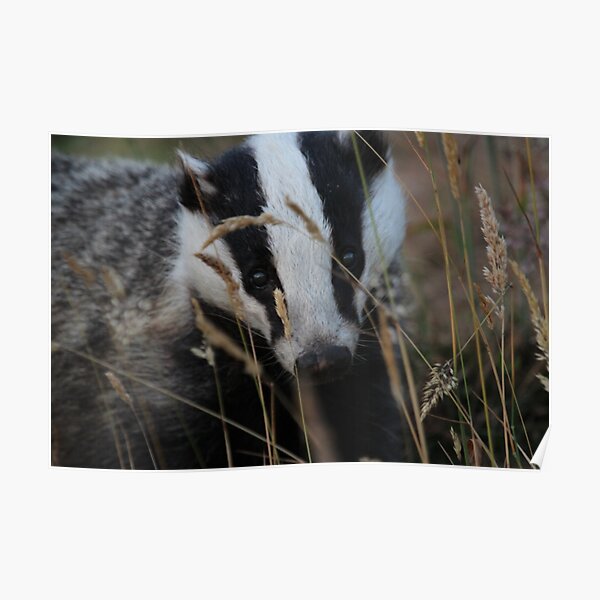 Badger hide and seek Poster