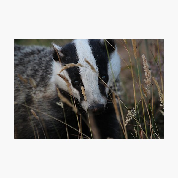 Badger hide and seek Photographic Print