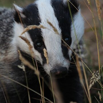 Artwork thumbnail, Badger hide and seek by Fiona MacNab