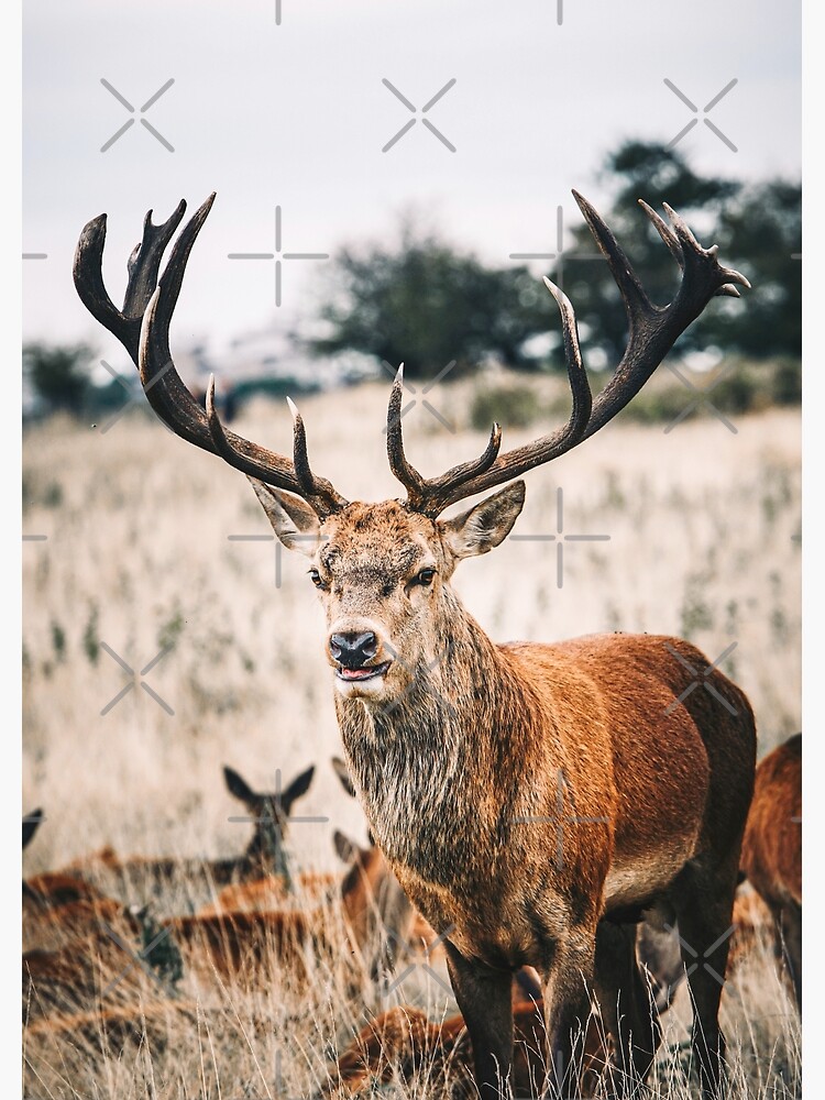 Proud Deer' Photographic Print
