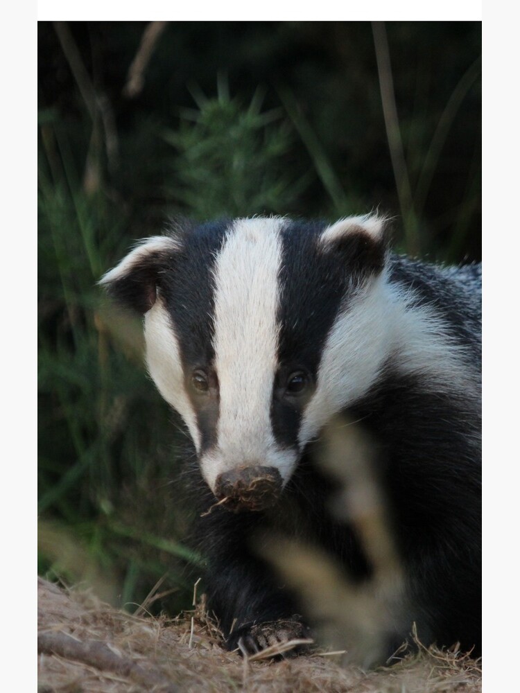 Badger by orcadia
