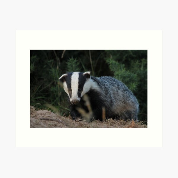 Badger Art Print